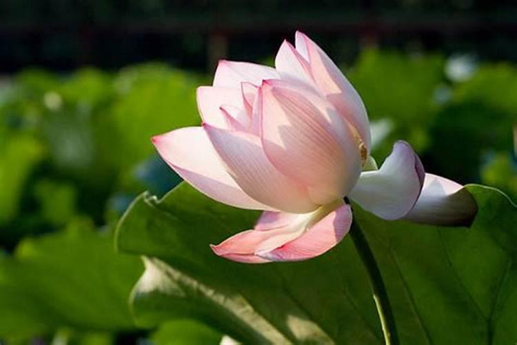 荷花施肥方法,用什么肥好