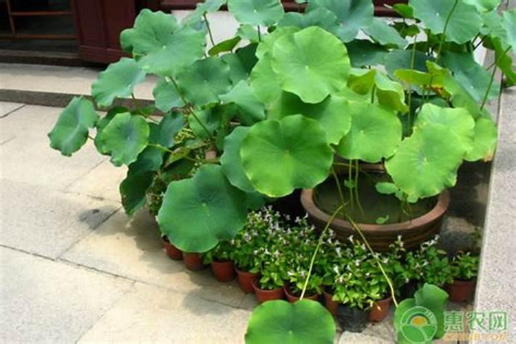 荷花施肥方法,用什么肥好