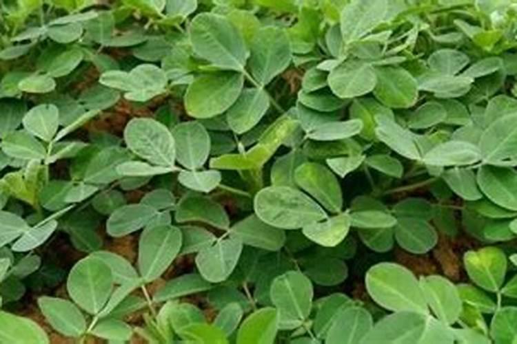 花生叶面肥用什么高产