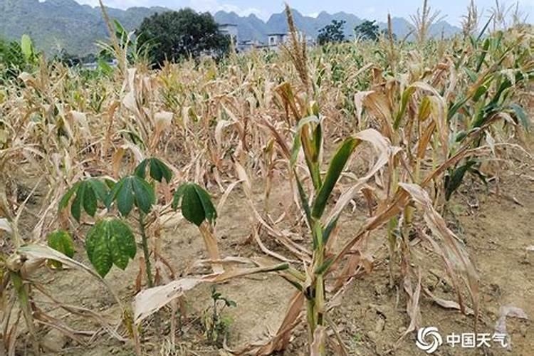 玉米被水淹黄怎么办玉米叶面肥有哪些好