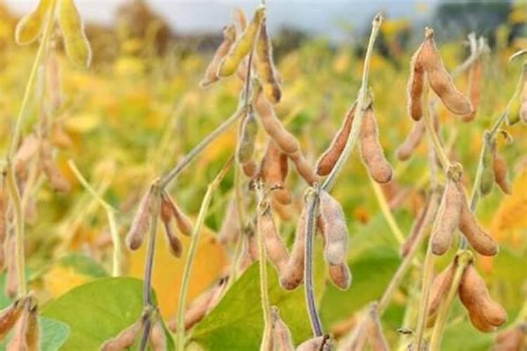 黄豆开花期需要施什么肥 什么时候施肥能高产