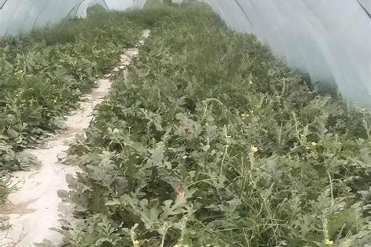 氧化钾对西瓜的作用？