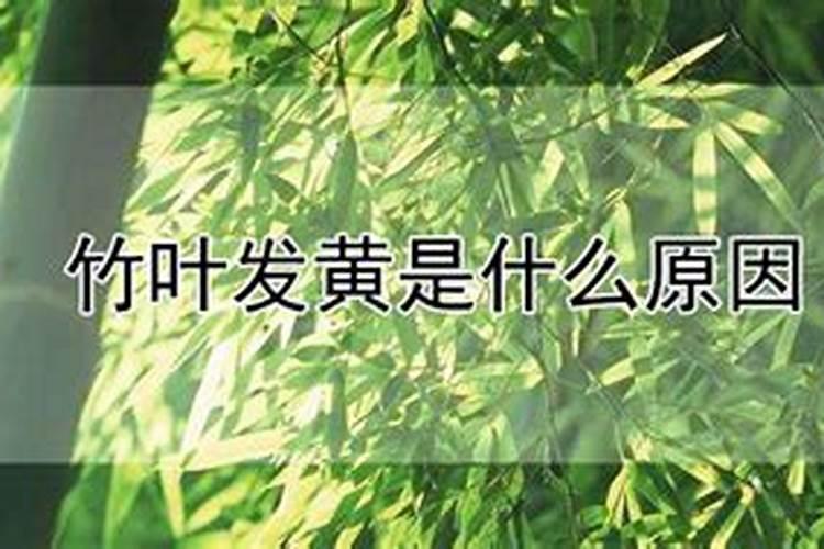金钱树叶子可以喷水吗