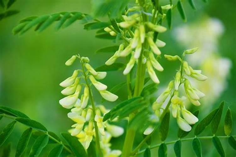 黄芪施什么肥料最好？