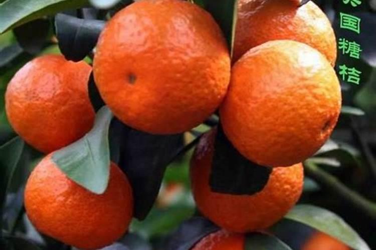 油菜饼肥养花的使用方法