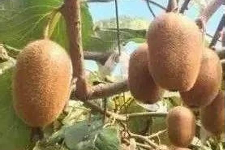 猕猴桃枯萎是怎么回事