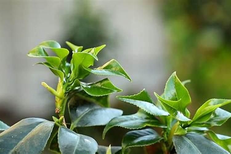 茶花最忌三种肥料