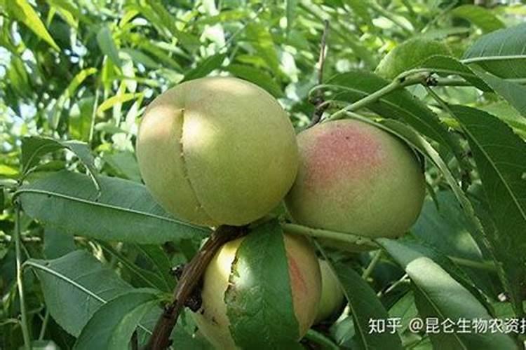 想让桃子的品质好,我们应该如何施肥？