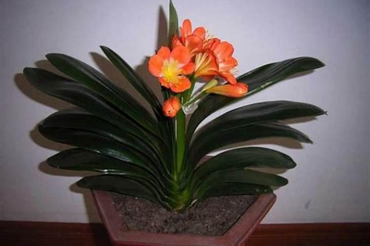 君子兰施什么肥最好