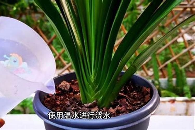 君子兰适合施什么肥？