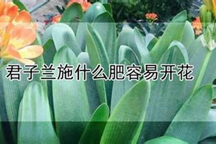 君子兰用什么养肥效好叶绿开花多
