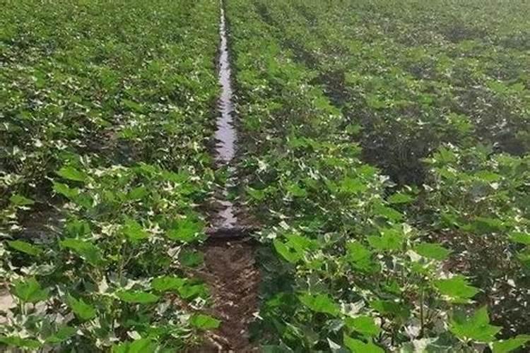 棉花后期喷什么叶面肥,棉花后期发黄怎么办