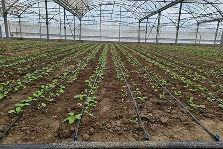 大量元素水溶肥的正确使用方法