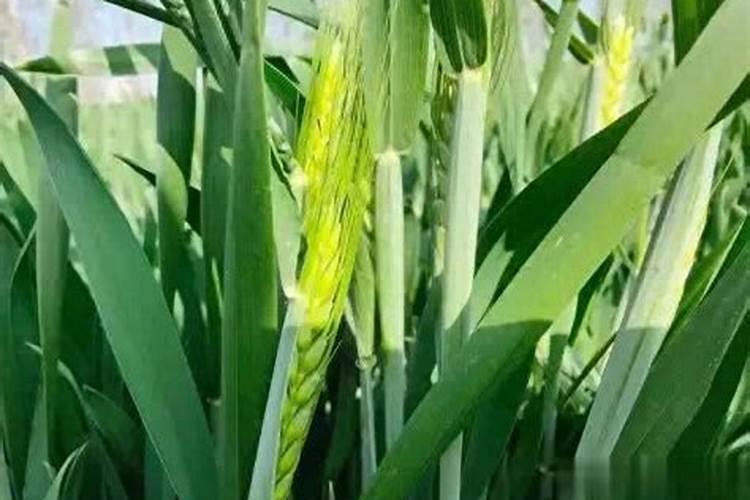 1斤能顶40斤尿素,3天叶片就变绿,这样的叶面肥自己就能配