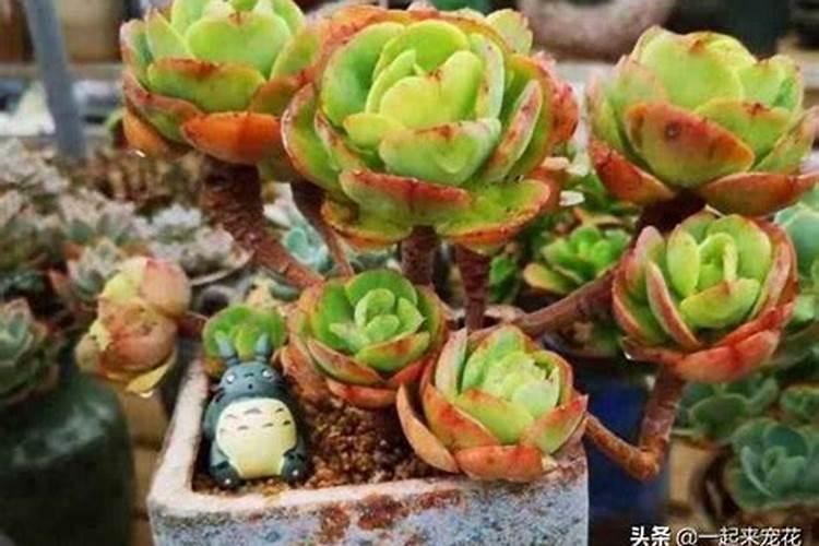 水溶肥知名品牌有哪些？