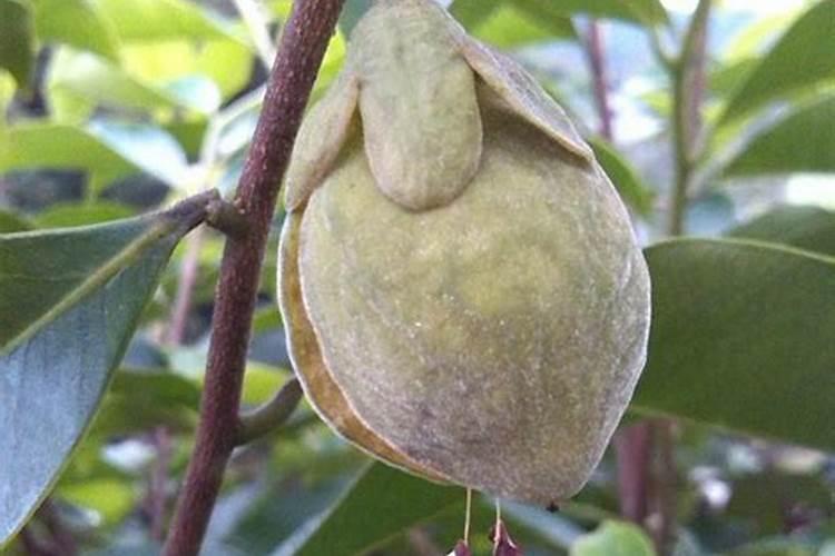 沉香树苗怎么种