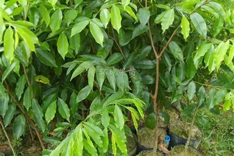 沉香种植方法与技术