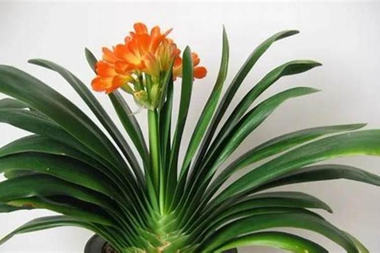 生吃茄子有什么好处