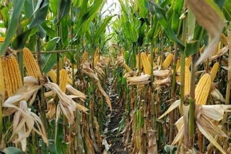 可以吃大豆补钙吗？