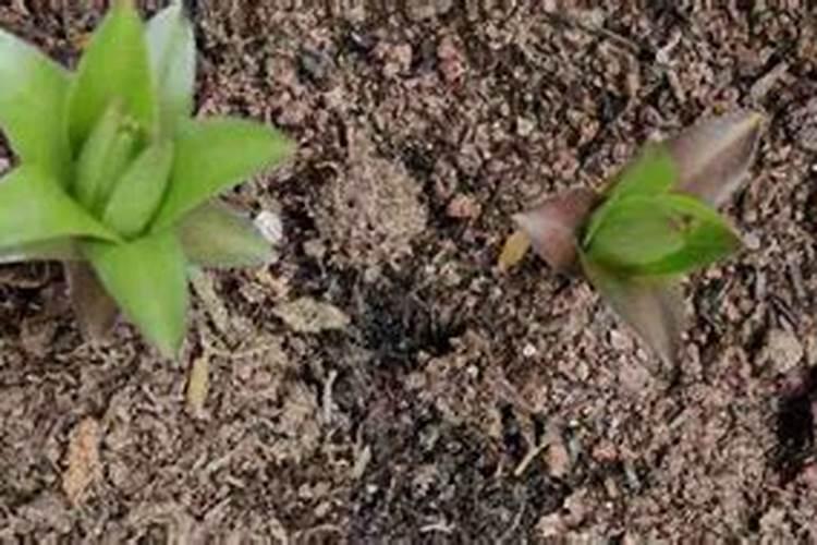 有机肥可以直接种花吗