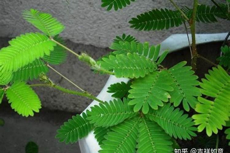 生根粉能不能浇花 生根粉是不是对所有的植物都有用