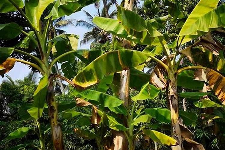 酸性土壤改良方法用什么肥