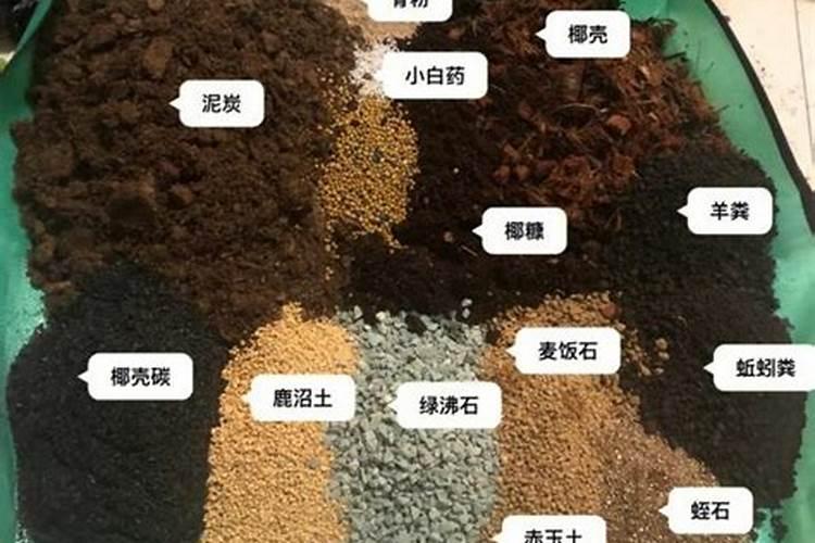 种凉薯用什么土比较好
