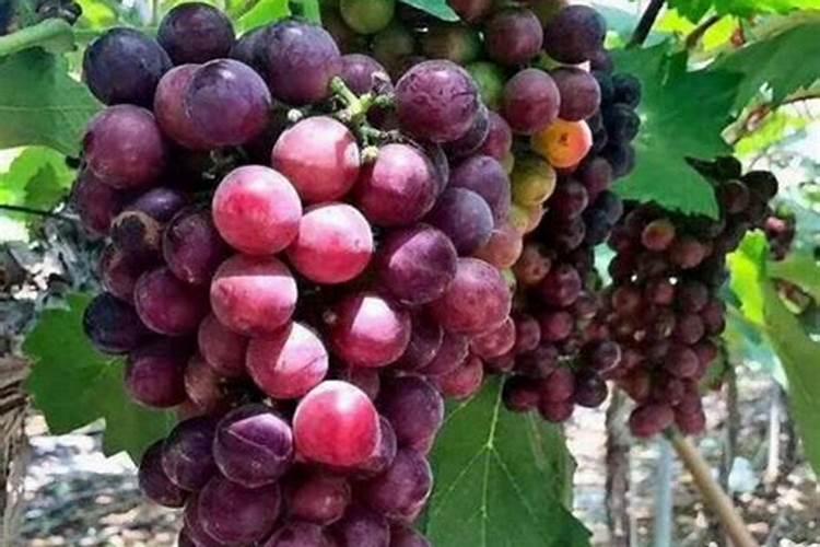 葡萄快成熟时,要多浇肥还是少浇肥？