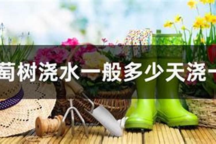 夏天葡萄浇水时间 夏天葡萄多久浇水一次