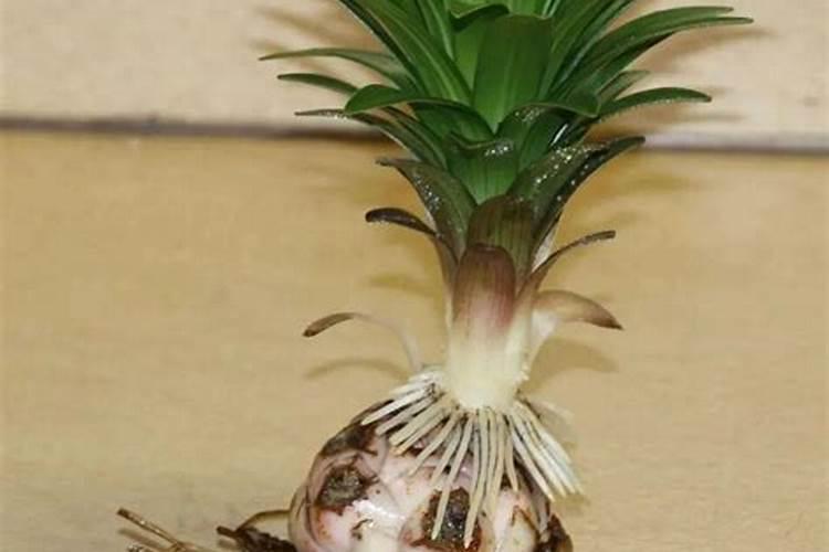 芋头膨大期用磷酸二氢钾喷叶面还是喷根好？