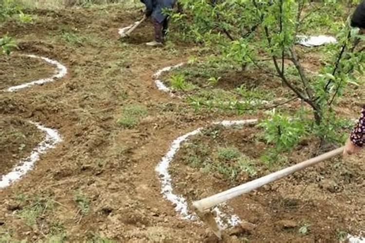 钙镁叶面肥可与芸苔素混用吗？