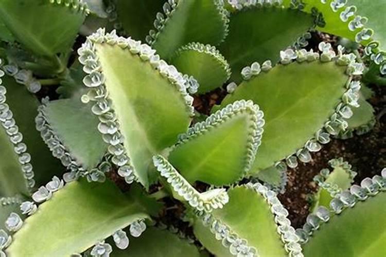 芸苔素喷施最佳时间