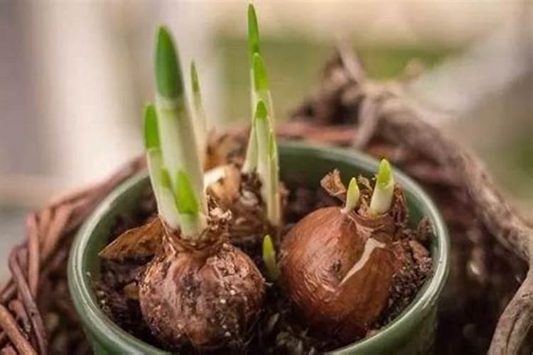 耕种磨芋时只施农家肥可以吗？