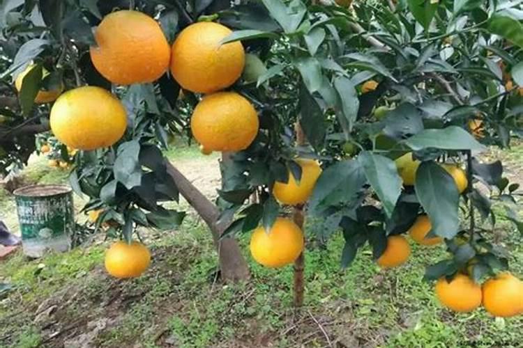 春天柑橘小树一次施多少尿素好