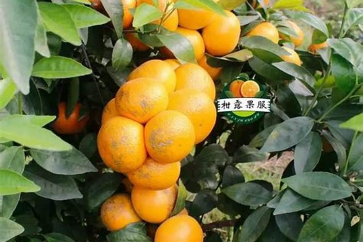 柑橘结果树的主要施肥期是什么时间？