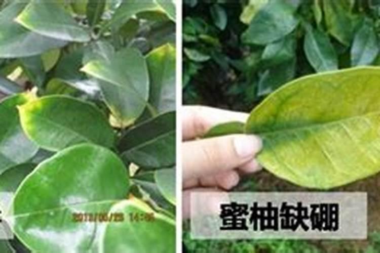 给花卉盆栽施肥,选择什么样的肥料最好？
