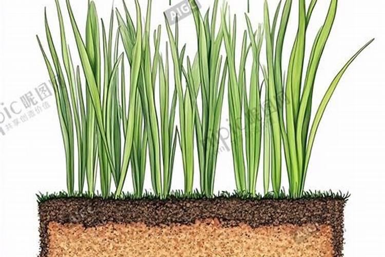 球根类花卉要怎样施肥？