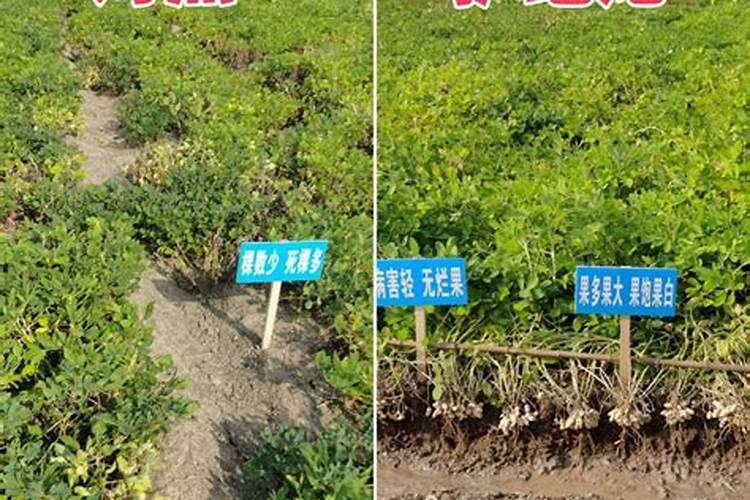 运城地区种植小麦磷应该用多少