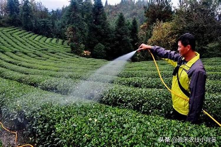 问下专家稻子种在大棚里晚上零下5度稻子冻吗e
