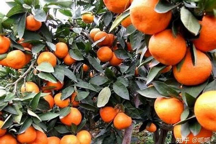 核桃树何时施肥好,施什么肥？