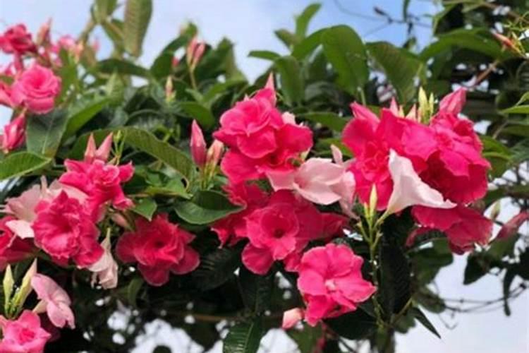 三分钟教你自制氮、磷、钾元素,再也不用买花肥