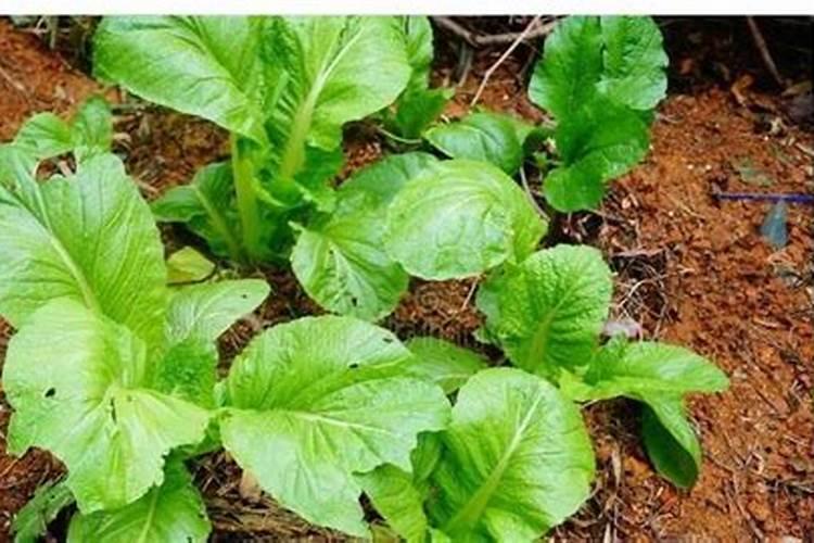 大白菜使用芸苔素内酯的技术和注意事项是什么？