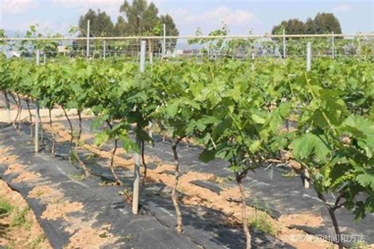 种植西瓜用什么肥料最佳 种植西瓜用的肥料