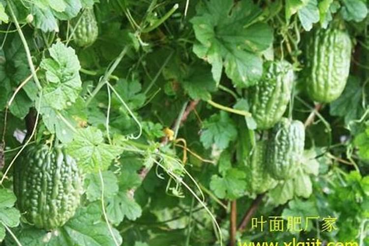 云竹叶子发黄还能补救回来吗