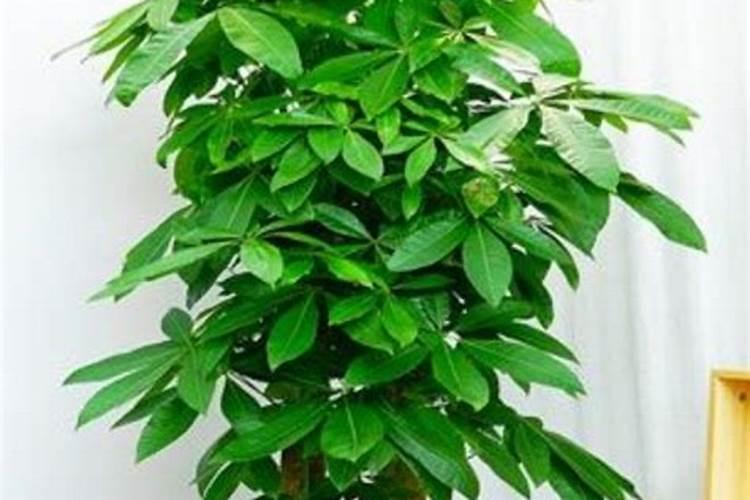 种花用什么肥料最好