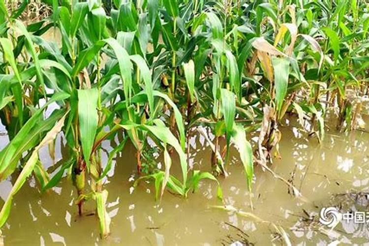 玉米受涝灾后打什么叶面肥好
