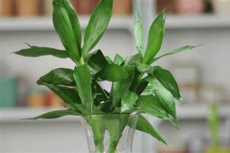 种芝麻用什么肥料 磷肥20～25千克