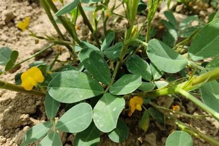 在家自制水溶肥应该怎样做？