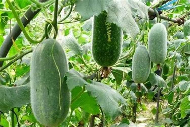 花生苗期如何管理