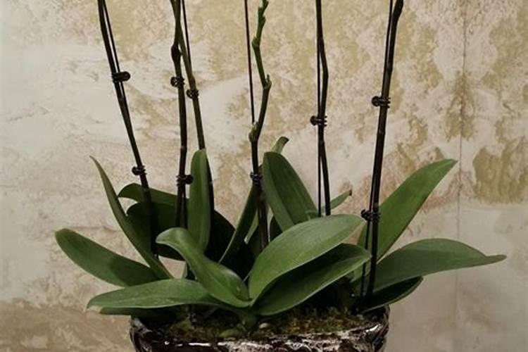 鱼蛋白草莓冲施的最佳时期